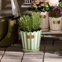 Grass Green Stripe Pots & Saucers, Set of 3