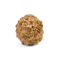 Chocolate Check Hedgehog