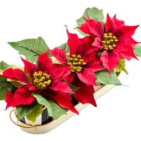 Courtly Stripe Poinsettia Triple Potted Blooms