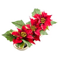 Courtly Stripe Poinsettia Triple Potted Blooms
