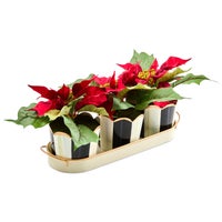 Courtly Stripe Poinsettia Triple Potted Blooms