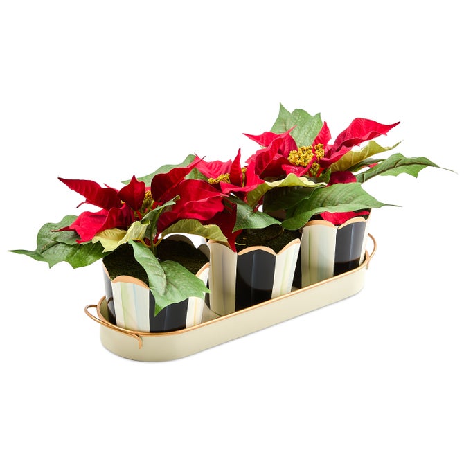 Courtly Stripe Poinsettia Triple Potted Blooms image number 4