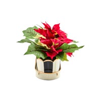 Courtly Stripe Poinsettia Triple Potted Blooms