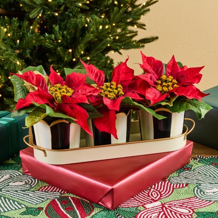 Courtly Stripe Poinsettia Triple Potted Blooms