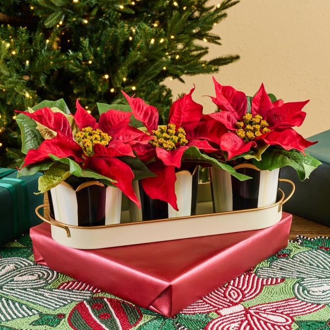 Courtly Stripe Poinsettia Triple Potted Blooms image number 1