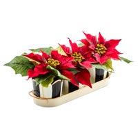Courtly Stripe Poinsettia Triple Potted Blooms