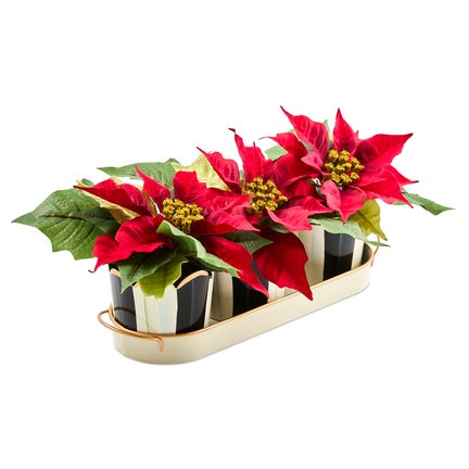 Courtly Stripe Poinsettia Triple Potted Blooms