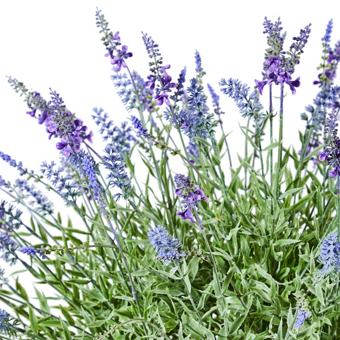 Lavender Urn Filler image number 3