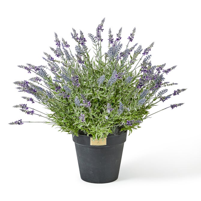 Lavender Urn Filler image number 0